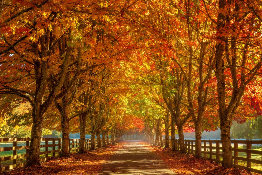 Golden Autumn Tree Tunnel Washington State fine art photography by Chris Fabregas