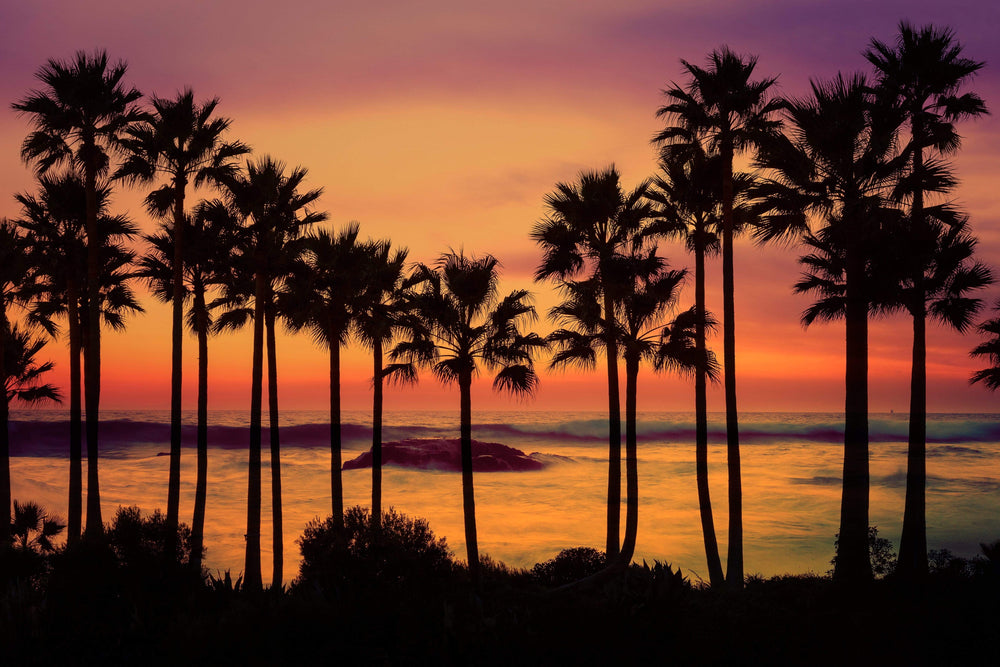 Laguna Beach Palm Tree Sunset fine art print preview